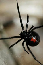 orkin, black widow spider