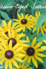 black, eyed, susans, garden