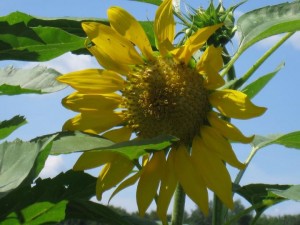 a closeup of a sunflower