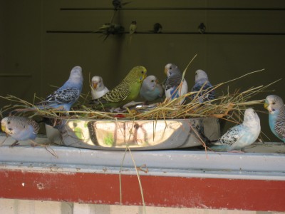 parakeets, turtleback zoo