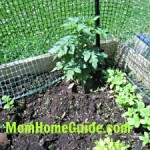 tomatoes, sunflowers, garden