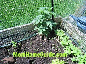 tomatoes, sunflowers, garden