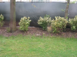 privacy for a chain link fence, shrubs, bushes