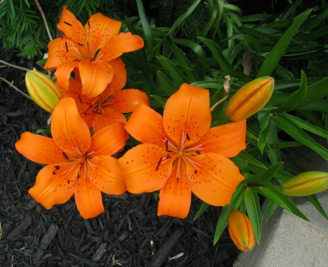Day lilies in my home's front garden bed