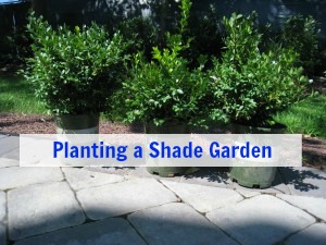 planting a shade garden with boxwood