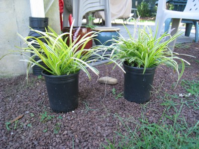 shade_garden_plants