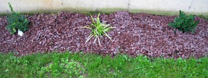 rock garden with boxwood and lilyturf