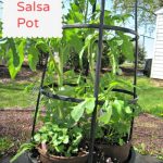 DIY, salsa, container, garden