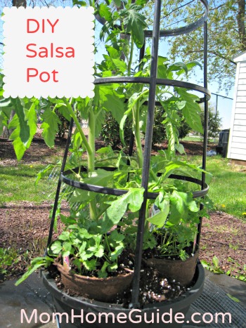 DIY, salsa, container, garden