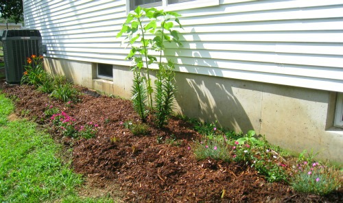 perennial, garden, flowers