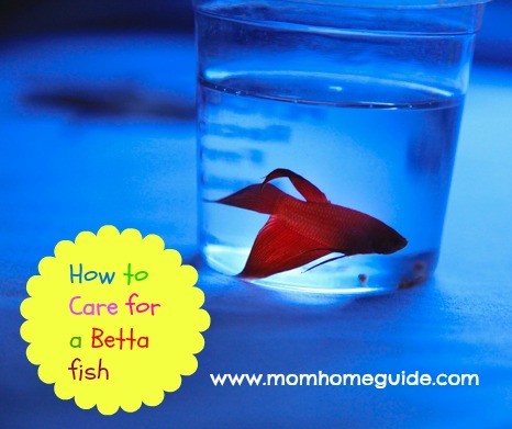 how to care for a betta fish