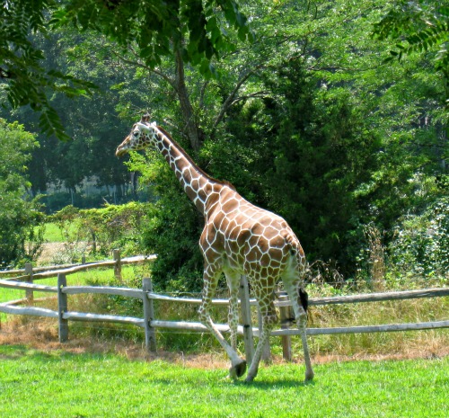 cape may zoo