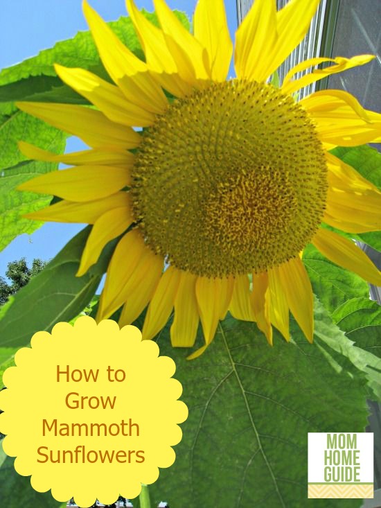 how to grow mammoth sunflowers