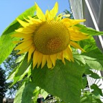 mammoth sunflower, droop