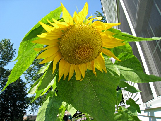 mammoth sunflower, droop