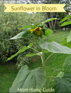 sunflower, garden