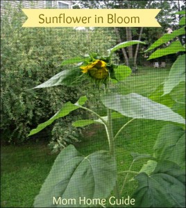 sunflower, garden