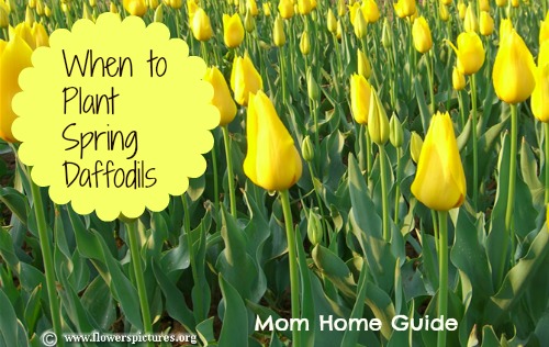 when to plant daffodils