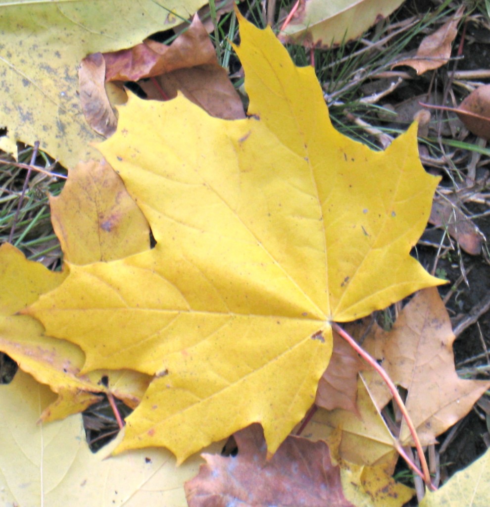 fall maple leaf, sayen gardens, hamilton, NJ