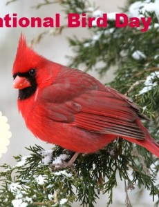 national bird day, cardinal