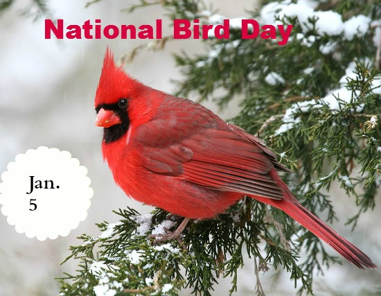 january 5, national bird day, cardinal