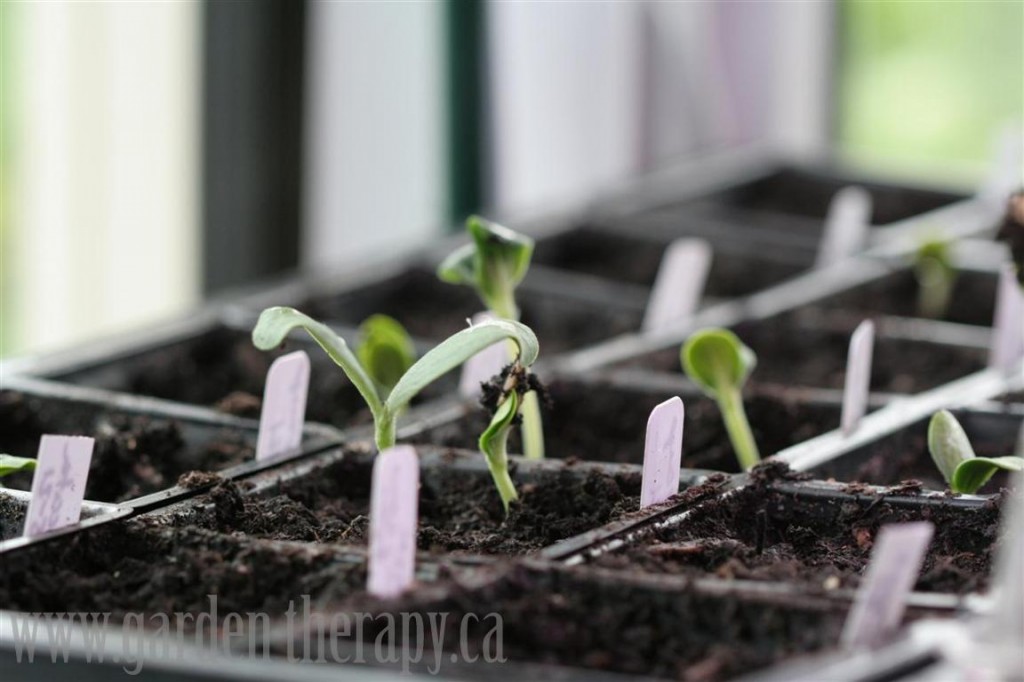 spring, seed, starting, garden