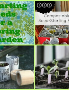 start, seeds, spring, garden