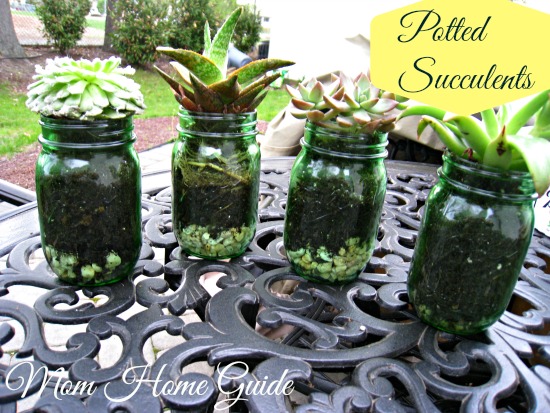 potted, succulents, mason, jars