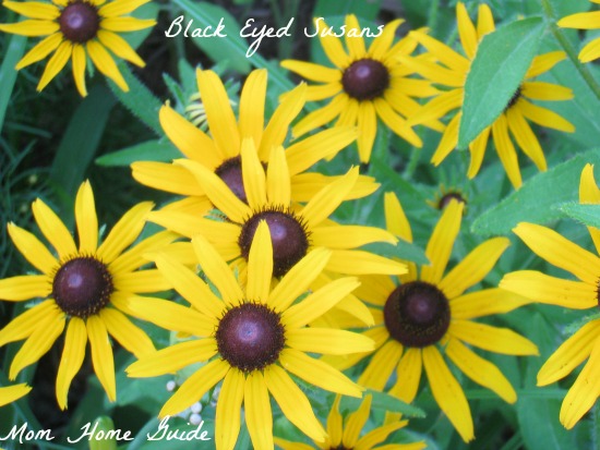 black, eyed, susan, garden