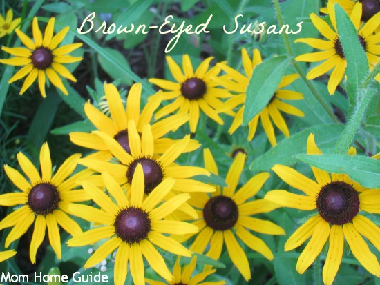 black, eyed, susans, garden