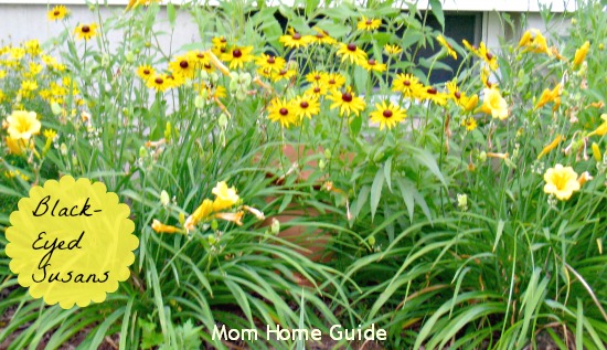 garden, summer, perennial, black, eyed, susan