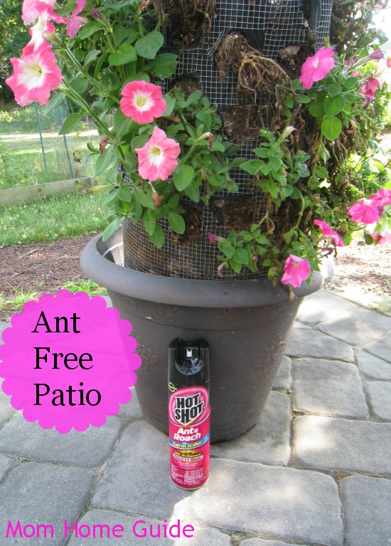 hot shot, insecticide, paver, patio, flower, container