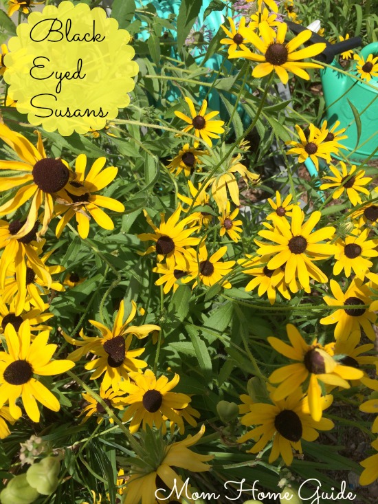 perennial, garden, summer, black, eyed, susan