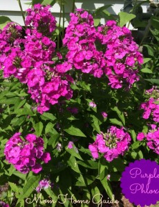 perennial, garden, summer phlox, purple