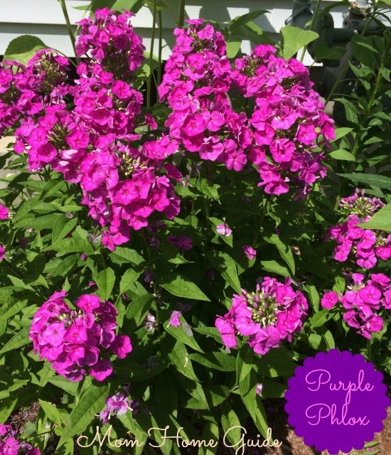 perennial, garden, summer phlox, purple