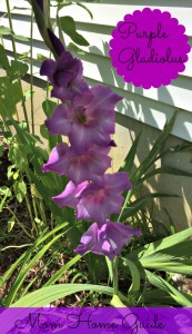 purple, gladiolus, perennial, garden, summer