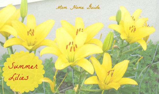 yellow, summer lilies, garden, perennial