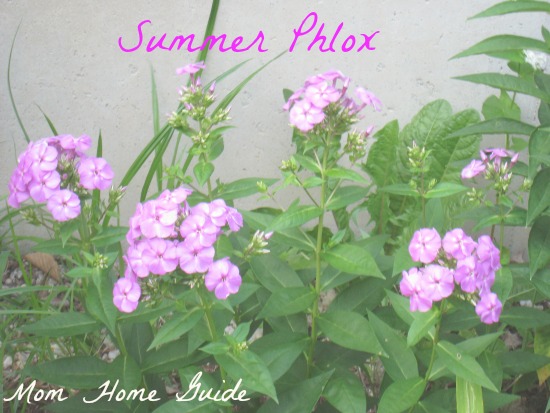 summer, purple, phlox