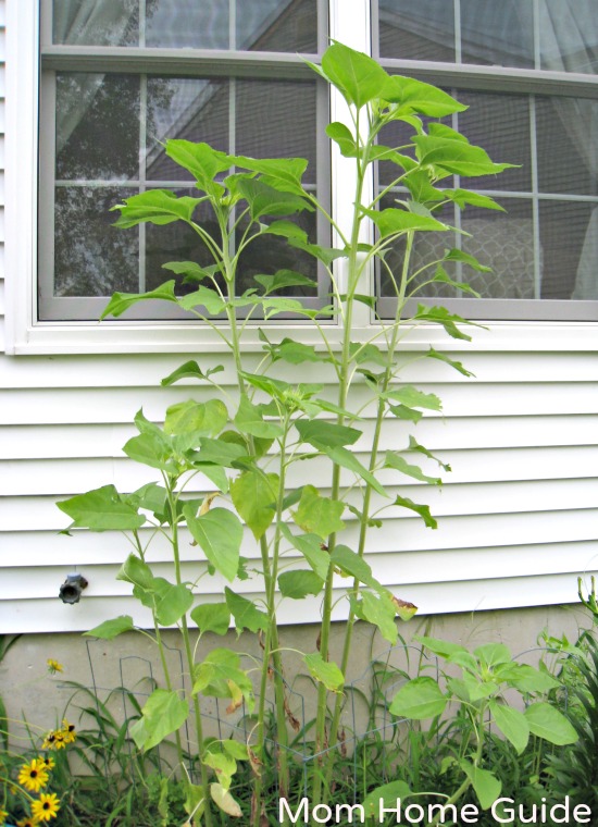 tall, sunflower, mammoth