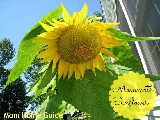 mammoth, sunflower, summer, garden