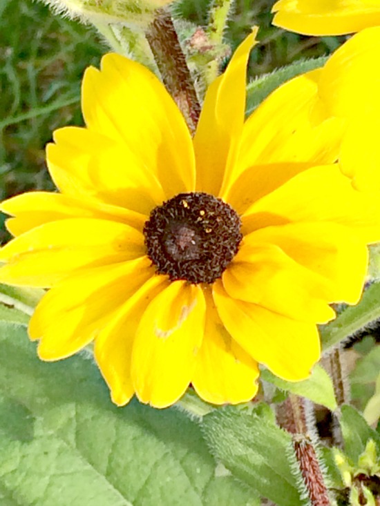 black eyed susan