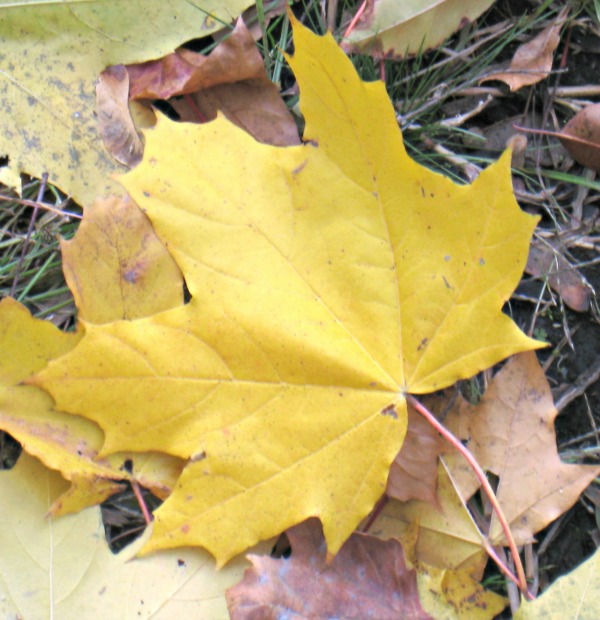 fall leaf