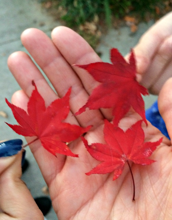 Red Maple Leaves