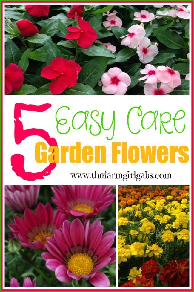 5 easy care garden flowers