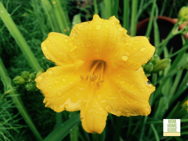 stella de oro day lily