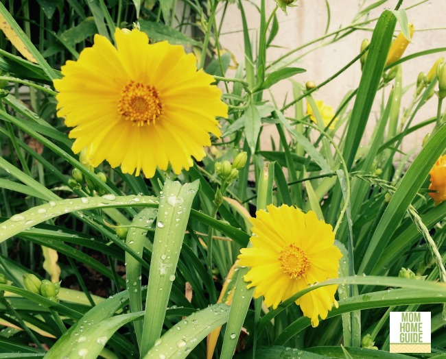 yellow wildflowers