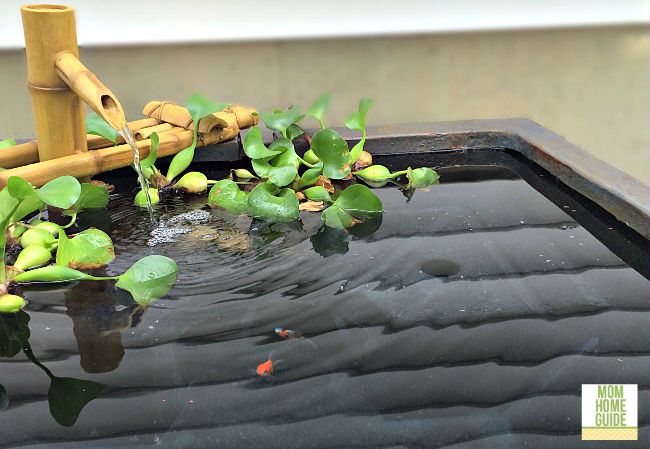 Goldfish in aquasscape patio pond