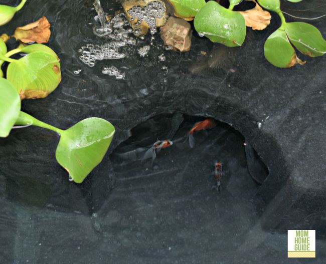 Fish in Aquascape Pond