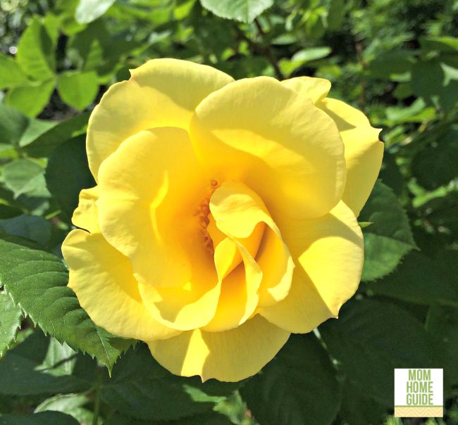 Sunny yellow rose