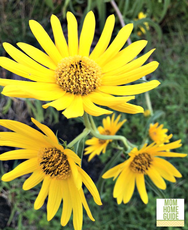 Sunny yellow autumn perennials